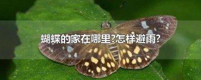 ​蝴蝶的家在哪里?怎样避雨?