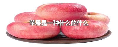 ​苹果是一种什么的什么