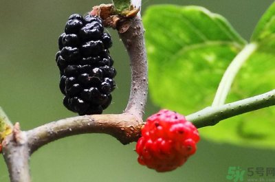 ​吃什么水果可以补血？补血的水果有哪些？