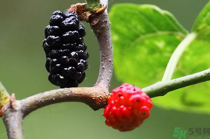 吃什么水果可以补血？补血的水果有哪些？