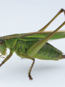 ​蝈蝈吃什么(蝈蝈吃什么食物最好)