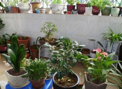 ​在家自制“杀虫水”，花盆里喷一喷，赶跑小虫子！