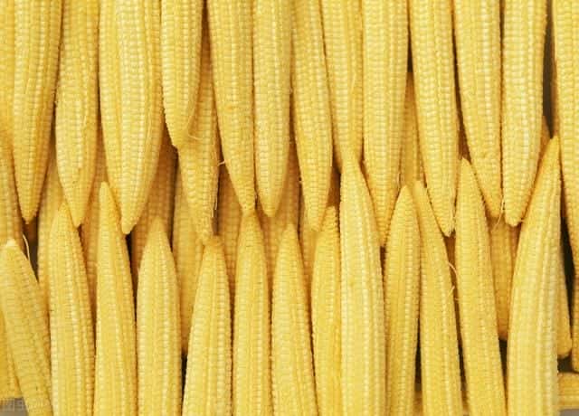 玉米笋能生吃吗-(玉米笋的功效与作用)