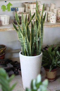 ​虎皮兰在植物风水中的作用详解（虎皮兰的风水作用）