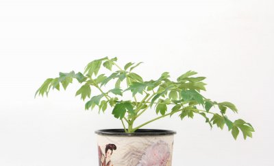 ​盆栽牡丹花怎么养