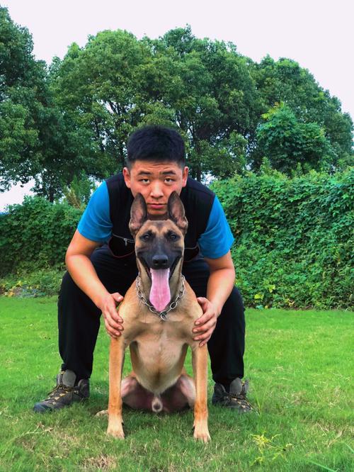 怎样训练马犬(训练马犬的正确方法)