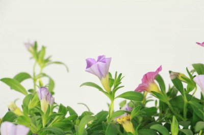 ​百万小铃怎么养护，百万小铃图片