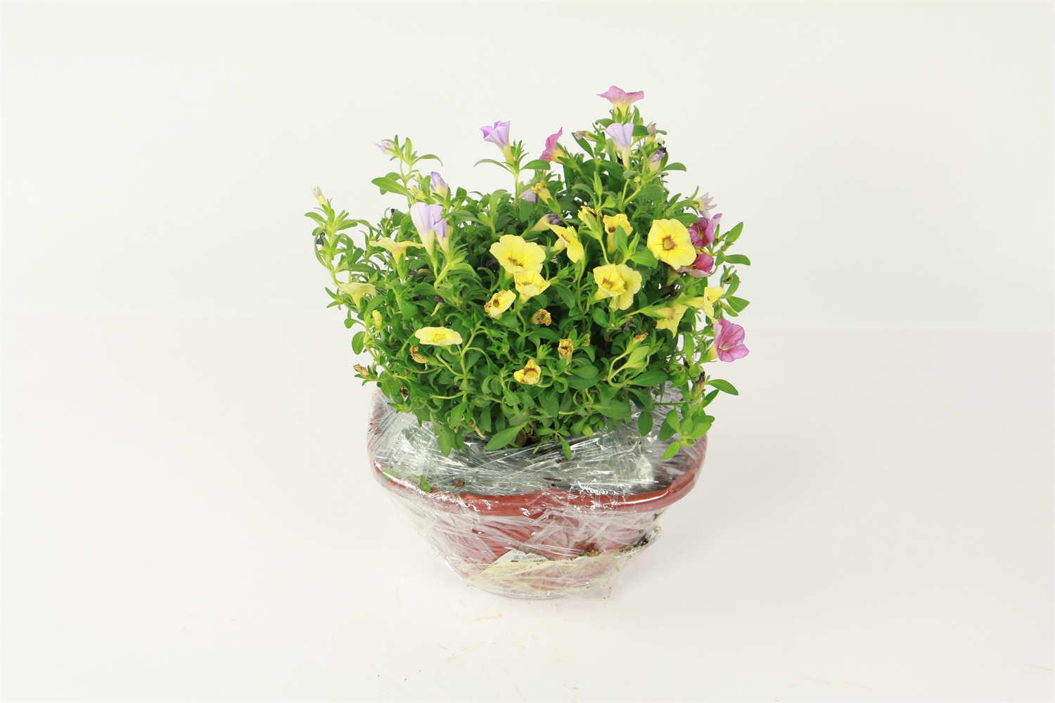 百万小铃 百万小铃