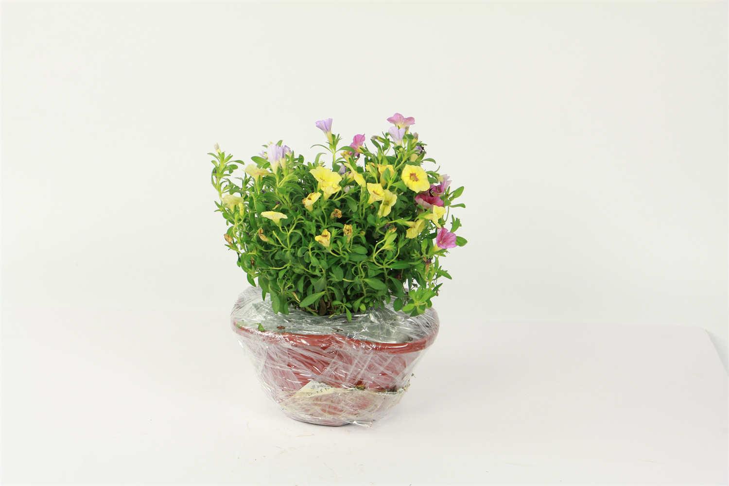 百万小铃 百万小铃