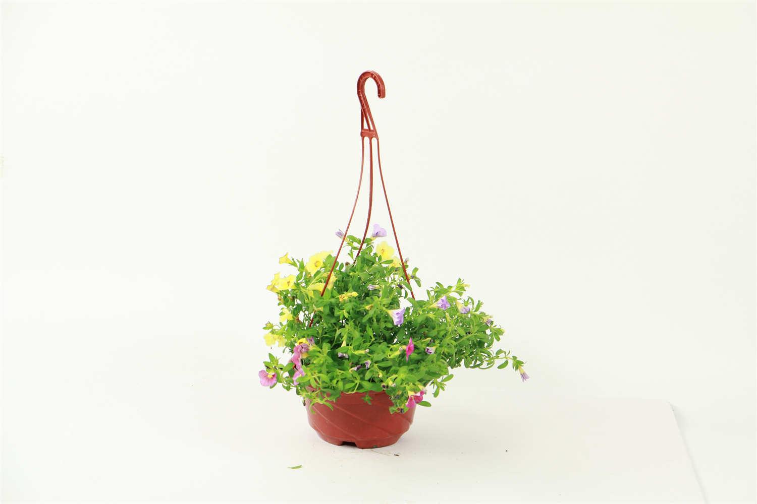 百万小铃 百万小铃