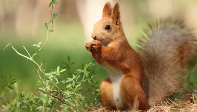 ​松鼠爱吃什么