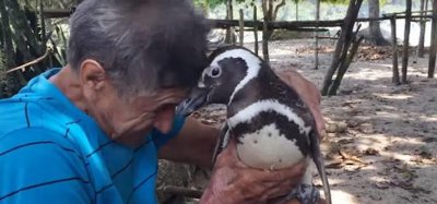 ​巴西小企鹅感谢老大爷救命之恩 放弃同伴奔回屋中陪他