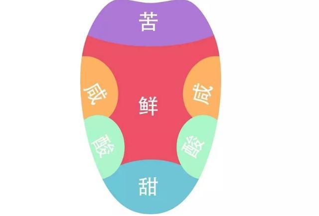 舌尖对什么味道最敏感（哪种味道是舌尖比较敏感的）