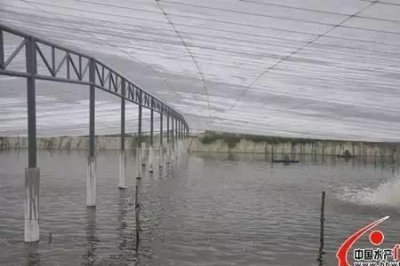 ​大棚养虾需要什么光照