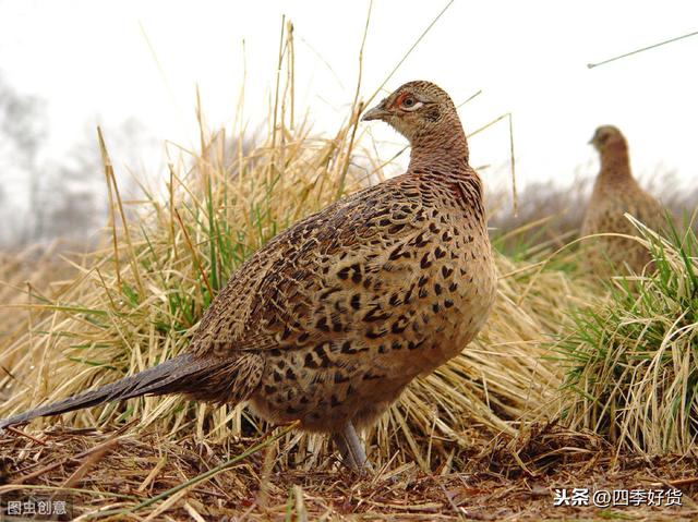 野鸡是几级野生保护动物（摇身一变成为国家二级保护动物）(7)