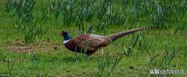 野鸡是几级野生保护动物（摇身一变成为国家二级保护动物）(9)