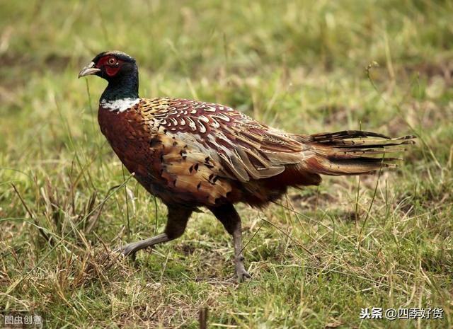 野鸡是几级野生保护动物（摇身一变成为国家二级保护动物）(3)