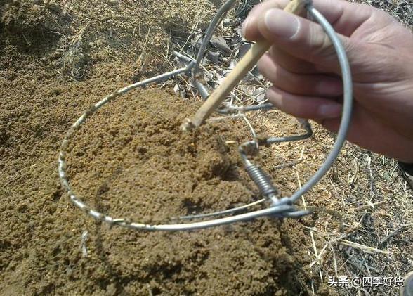 野鸡是几级野生保护动物（摇身一变成为国家二级保护动物）(6)