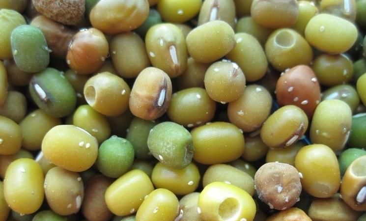 如何快速筛选出坏的绿豆