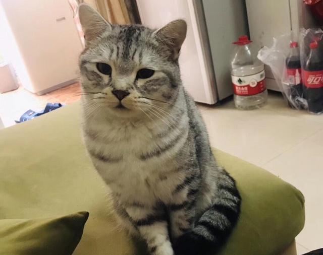 猫咪的尾巴原来这么多作用让我们一起来了解一下