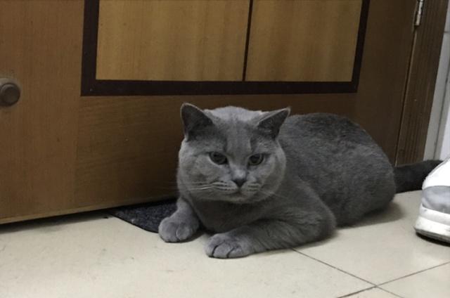 猫咪的尾巴原来这么多作用让我们一起来了解一下