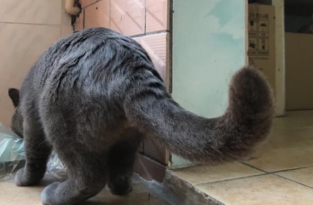 猫咪的尾巴原来这么多作用让我们一起来了解一下