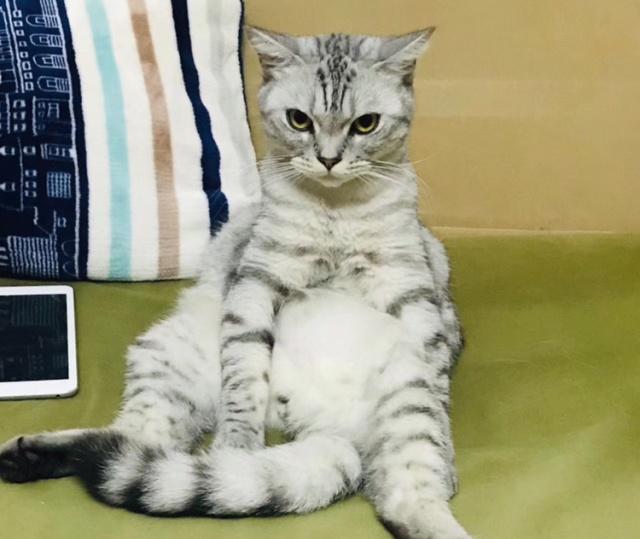 猫咪的尾巴原来这么多作用让我们一起来了解一下