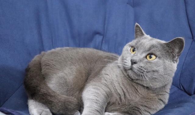 猫咪的尾巴原来这么多作用让我们一起来了解一下