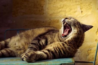 ​有俗语说猫有九条命这是真的吗