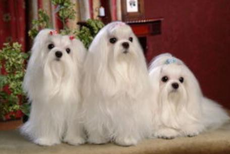 狗狗最长的寿命是多长时间（你家狗狗的寿命有多长）(4)