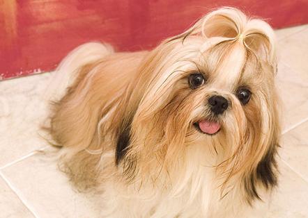 狗狗最长的寿命是多长时间（你家狗狗的寿命有多长）(3)