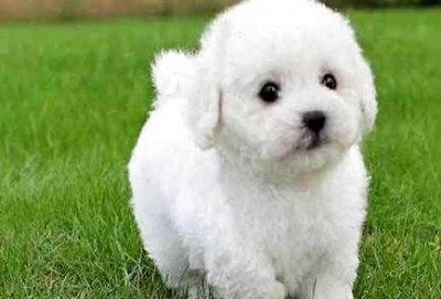 ​狗狗最长的寿命是多长时间（你家狗狗的寿命有多长）