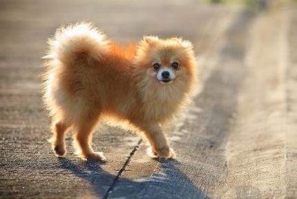 狗狗最长的寿命是多长时间（你家狗狗的寿命有多长）(2)