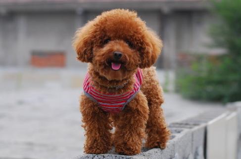 狗狗最长的寿命是多长时间（你家狗狗的寿命有多长）(5)