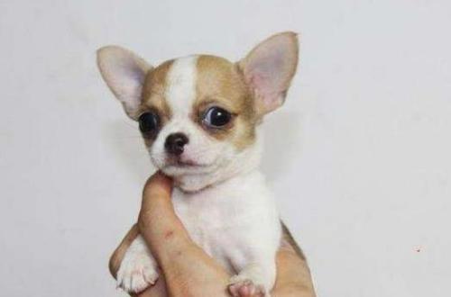 狗狗最长的寿命是多长时间（你家狗狗的寿命有多长）(7)