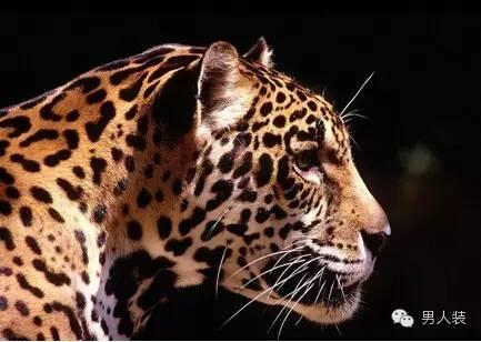 豹纹控的女人(姑娘爱豹纹一定很销魂)(1)