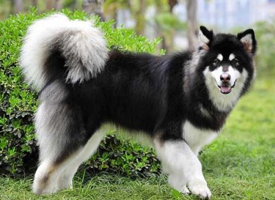 ​阿拉斯加犬多少钱一只(阿拉斯加的市场价格)