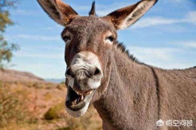 ​国酒尊品53多少钱一瓶，国酒尊品53度