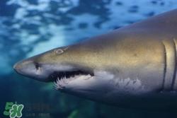 鲨鱼皮可以吃吗?鲨鱼皮的功效与作用