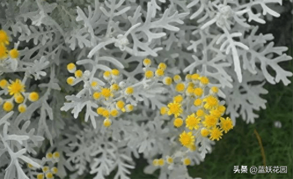 银叶菊的养殖方法和注意事项(银叶菊是一年生还是多年生)