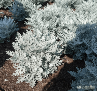 ​银叶菊的养殖方法和注意事项(银叶菊是一年生还是多年生)