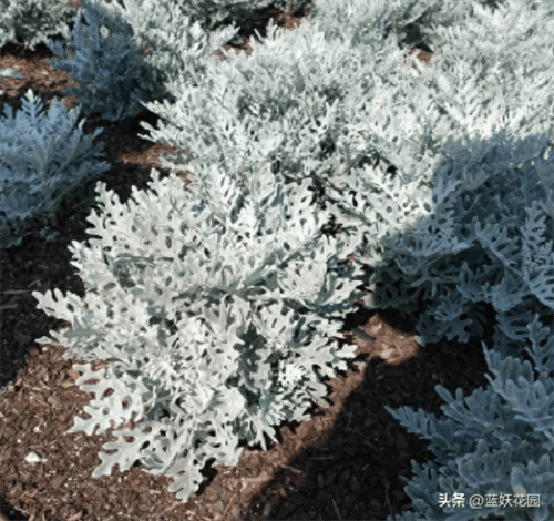 银叶菊的养殖方法和注意事项(银叶菊是一年生还是多年生)