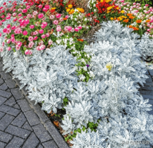 银叶菊的养殖方法和注意事项(银叶菊是一年生还是多年生)