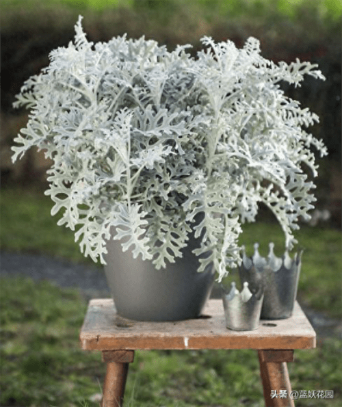 银叶菊的养殖方法和注意事项(银叶菊是一年生还是多年生)