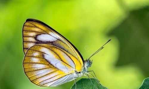 大象是什么颜色的,什么颜色的梧桐树像什么飘呀飘呀,飘到了哪里?图1