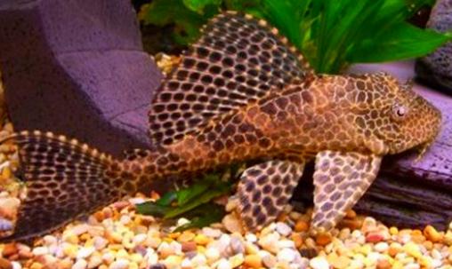 清道夫的基本介绍-清道夫如何养护?