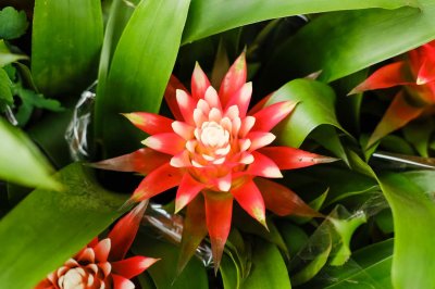 ​观赏凤梨不开花？学了这一招，鲜花开满盆！