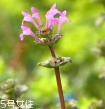 益母草的选购技法 三大挑选方法 益母草的选购技法 三大挑选方法