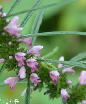 益母草的选购技法 三大挑选方法 益母草的选购技法 三大挑选方法