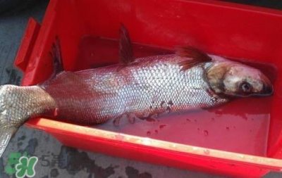 ​翘壳鱼怎么做好吃？翘壳鱼刺多吗